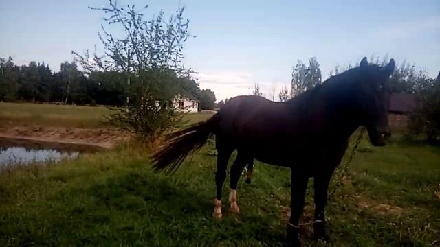 Литовський жеребець Гулівер 3 роки💪🐎👍💯 смотреть онлайн
