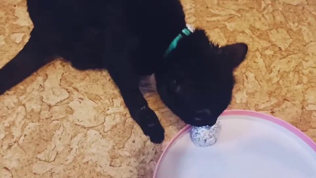 Black Cat Пума-Ума - общипали кошку от шерсти смотреть онлайн