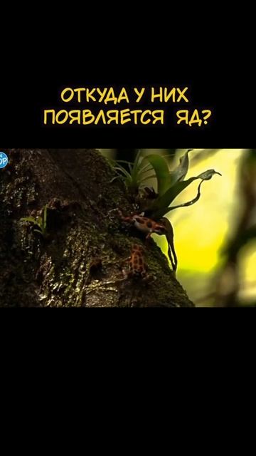Откуда на самом деле берется яд смотреть онлайн