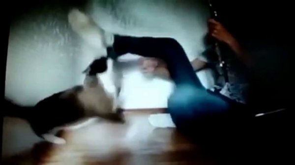 Ёшкин кот подборка №1