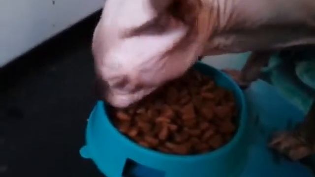 Очень голодная кошка смотреть онлайн