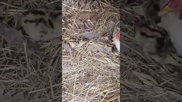 Фазанята выращивание молодняка смотреть онлайн