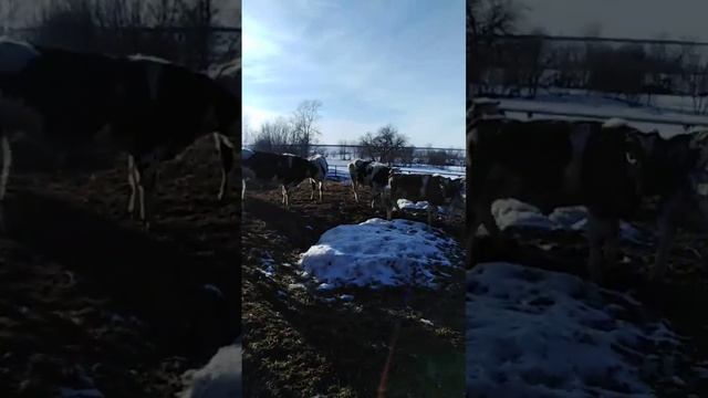 быки серия 8 🐂 смотреть онлайн