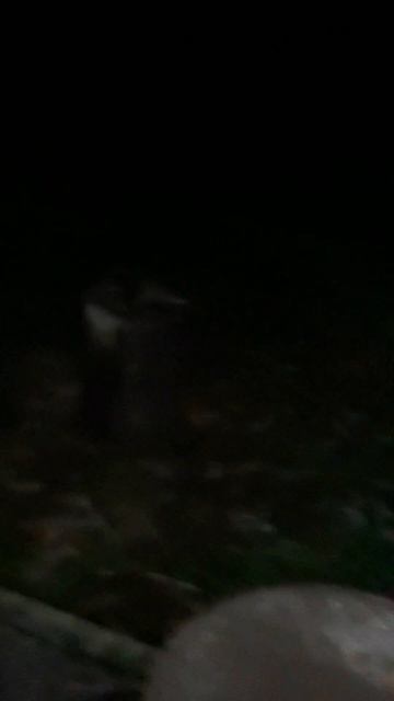 olha oq eu vi o olho branco o do cachorro é verde brilhante смотреть онлайн