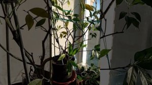 лаймкват лейкленд приросты