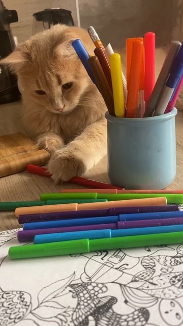 #cats #recommended #котики #cat #рекомендации #catlover #cute #kitten Рисуешь? Я тоже хочу! 🖍️ смотреть онлайн