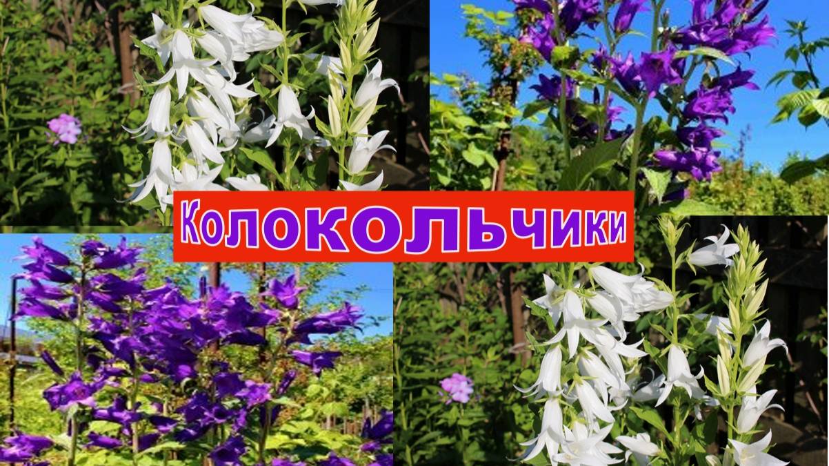 КОЛОКОЛЬЧИКИ. УКРАШЕНИЕ САДА