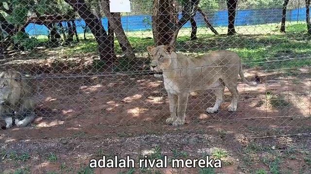 Jalan-jalan ke Chameleon Village Lion Park (South Africa) | November 2022 смотреть онлайн