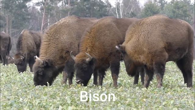 Wild Animals: Bear,Deer,Wolf,Alligator,Buffalo,Cougar,Lynx,Coyote,Bison, Goose| Wild Animal Sounds смотреть онлайн