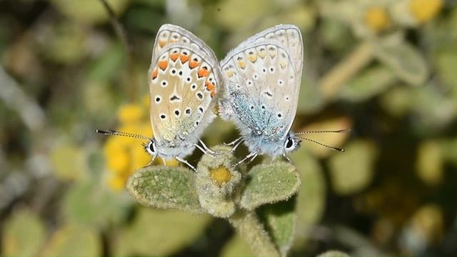 Η πεταλούδα Polyommatus icarus στην Κρήτη - Butterflies of Crete смотреть онлайн