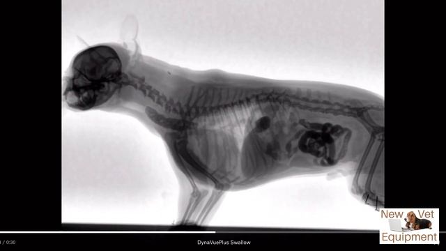 Veterinary Fluoroscopy - Watch The Swallow!