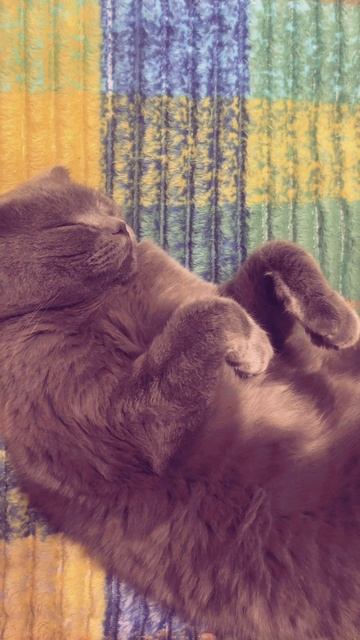 🔴КОТ СМОКИ🔴 смотреть онлайн