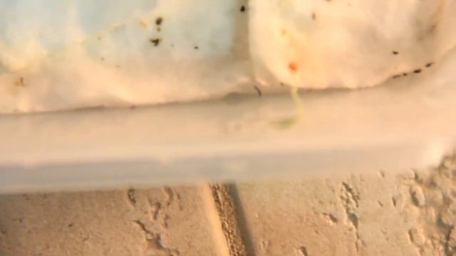 Suivi d'élevage ( Pyrrhocoris Apterus ) n° 1 смотреть онлайн