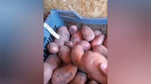 Картофель сорт Ред-Леди. 2024 г.