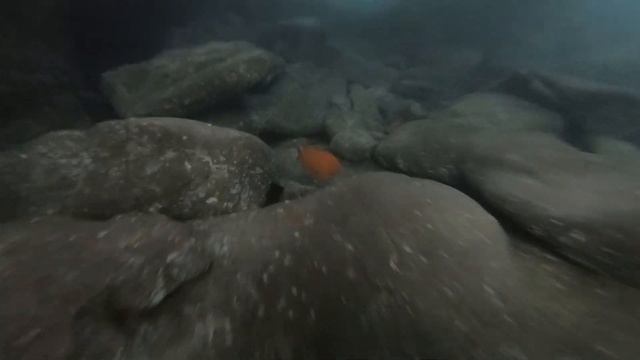 Underwater Caves at La Jolla Cove!! смотреть онлайн