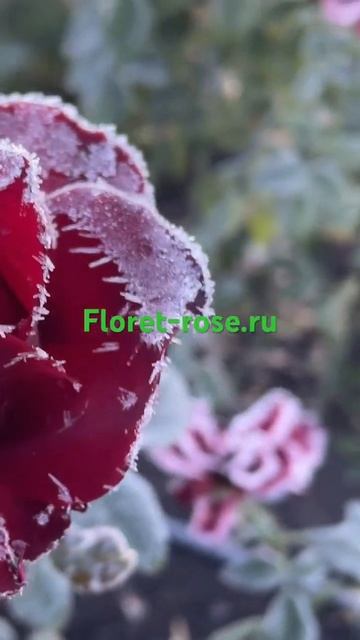 Что получится? Роза Эксплорер и мороз !!! смотреть онлайн