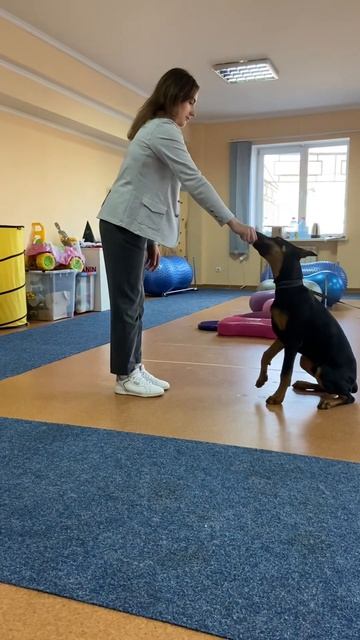 Good job 👏 #dog #puppy #doberman #собака #доберман #dangerous #dogs #training смотреть онлайн