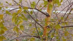 Когда собирать листья берёзы для лечебного чая