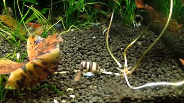 Aquascape Assasin Snail смотреть онлайн