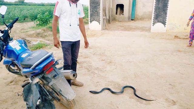 Black cobra rescue || Snake rescue || Amar mayal || Amar sha || Snake master || H4A🐍|| jakharanwali смотреть онлайн