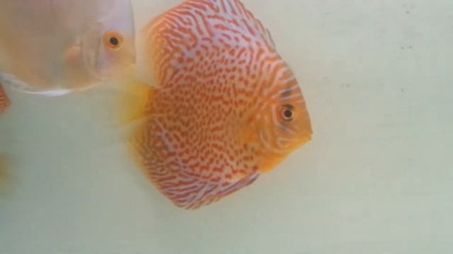 Discus Leopard 5-6 inches смотреть онлайн