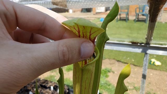 Pitcher Plant eating large Locusts смотреть онлайн