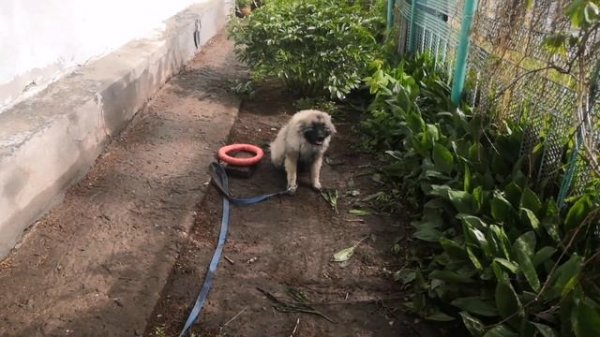 Дрессировка кеесхонда: занятия над выдержкой, отработка команды ко мне, место.