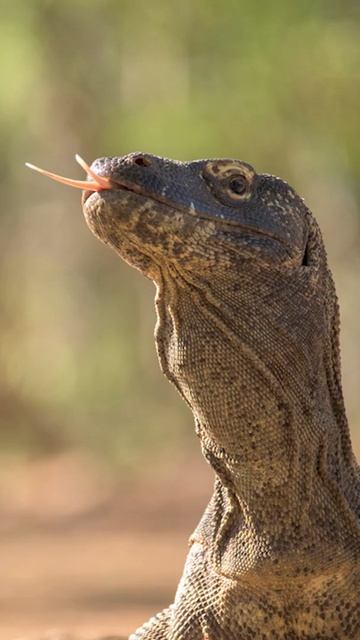 INDONESIA - Wildlife Photography Around the World - #shorts смотреть онлайн