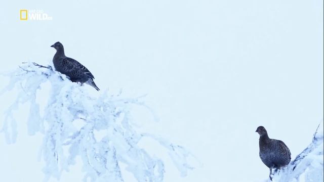 Дикая природа России 2: Холодное сердце Сибири. смотреть онлайн