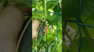 огурец "колибри" F1