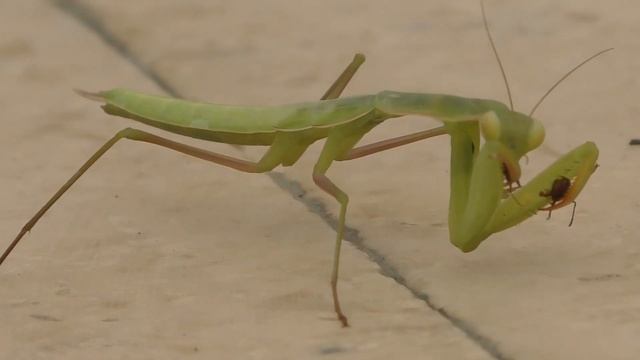 CROATIA WILDLIFE - Music by Brazzmatazz, Soft and Furious and Cryosyncopy смотреть онлайн