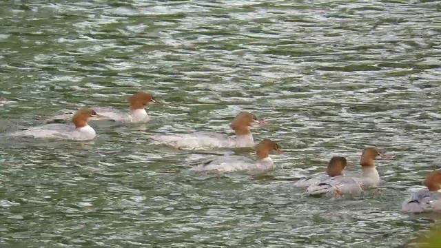 354. Morčák velký, Mergus merganser, Goosander, Gänsesäger смотреть онлайн