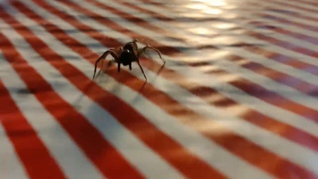 spider goes for a walk смотреть онлайн