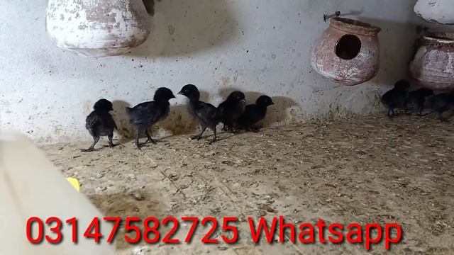 Big Eid big offer ayam cemani gray zuban chicks ll day old chicks ab siraf 1000 ka mian farming se смотреть онлайн