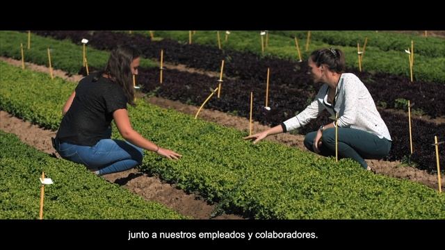 Vilmorin-Mikado, nuestra razón de ser смотреть онлайн