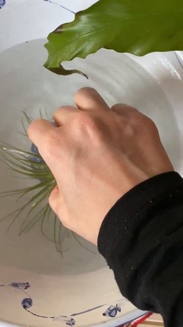 HOW TO WATER AIR PLANTS #shorts смотреть онлайн