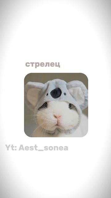 какой ты зайчик по зз/#shorts смотреть онлайн