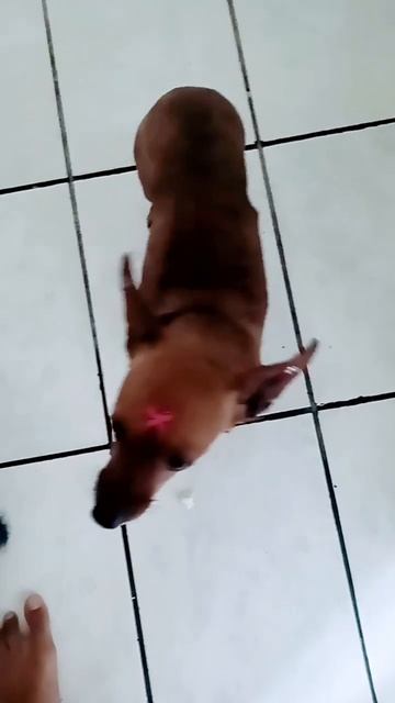 pum смотреть онлайн