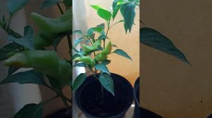 13 сентября 2023 г. Острый перец созревает.