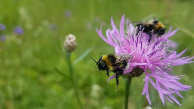 Urukimalane Bombus subterraneus смотреть онлайн