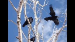 17 марта. День грачей.