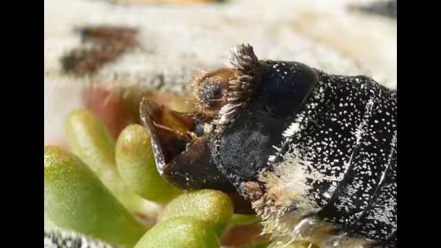 Parnassius смотреть онлайн