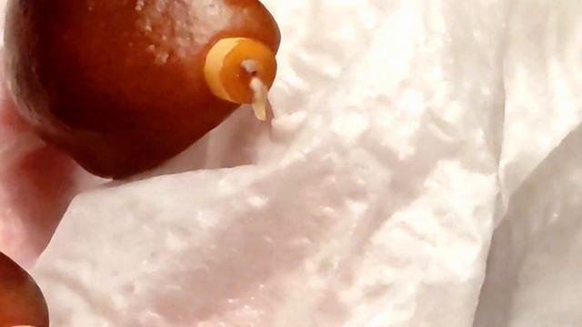 Palma arecaceae, Salak, Wężowy owoc 2 3 miesięczne sadzonki смотреть онлайн