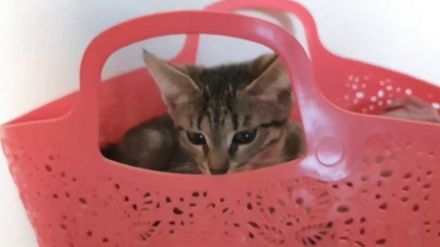 СУМЧАТАЯ СПРЯТАЛАСЬ смотреть онлайн