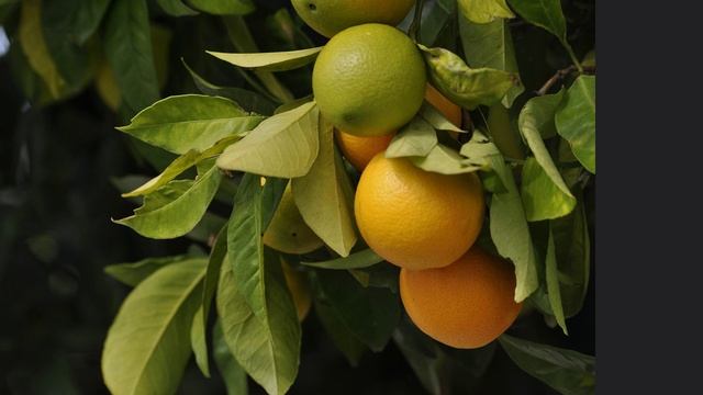 Екклесиаст глава 6. смотреть онлайн