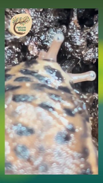 Tentacle Symphony: Leopard Slug Quest for Food -Darug Country #naturedocumentary #slugs смотреть онлайн