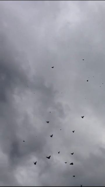 Кировогадская птица в небе смотреть онлайн