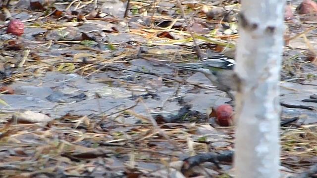 Зяблик. смотреть онлайн