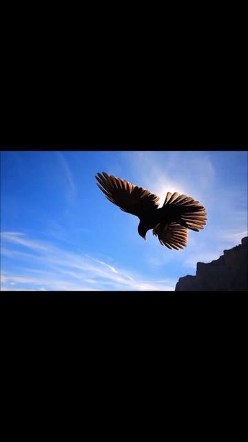 Альпийская галка – Pyrrhocorax graculus, Alpine Chough, Alpenkauw, Chova piquigualda, #shorts смотреть онлайн