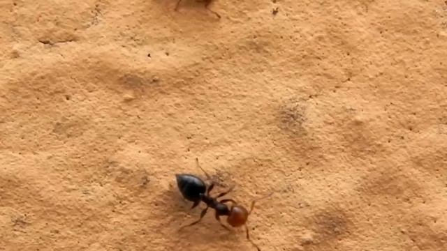 Crematogaster scutellaris смотреть онлайн